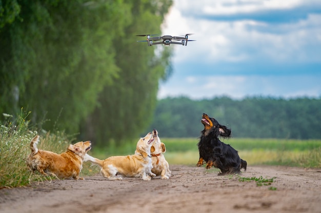 Vier honden die buiten spelen met dron. Gelukkige honden op de achtergrond van de natuur. Kleine rassen.