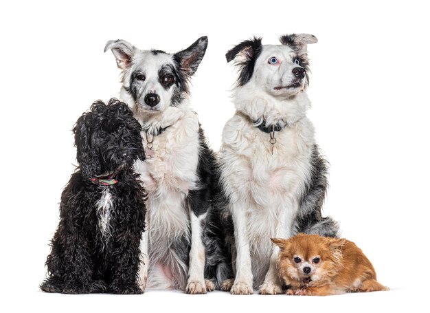 Vier honden samen met halsband en harnas voor een witte achtergrond