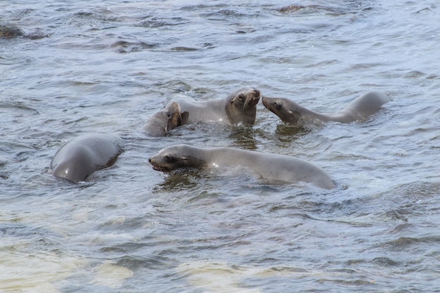 Vier jonge Californische zeeleeuwen zwemmen en spelen in de Stille Oceaan