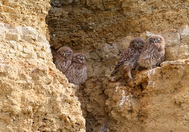 Vier jonge steenuilen zitten samen op de rots bij hun nest.