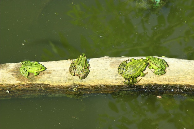 Vier kikkers zitten in een rij op het bord in de rivier.