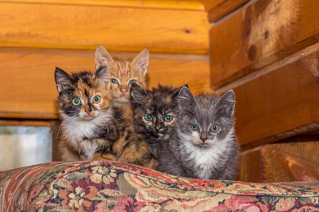 Vier kleine katjes zitten ineengedoken tegen elkaar aan