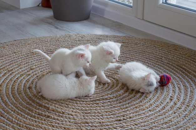 Vier kleine kittens spelen met elkaar