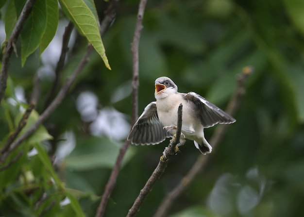 Vier kuikens van de klauwier (lanius minor) werden gefotografeerd met een volledige opname op een boomtak terwijl ze door hun ouders werden gevoerd. leuke en ongewone situaties