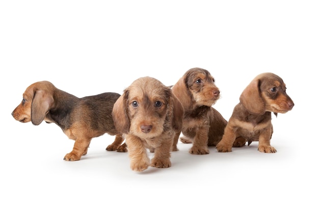 Vier schattige dachshund pups met draadhaar geïsoleerd op een witte achtergrond
