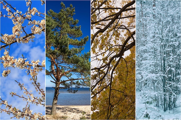 Foto vier seizoenen lente zomer herfst en winter boslandschap