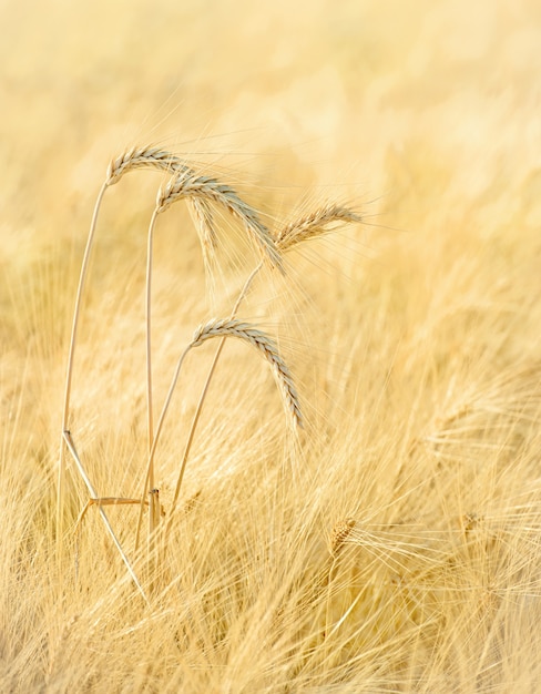 Vier tarwearen in een veld, selectieve focus