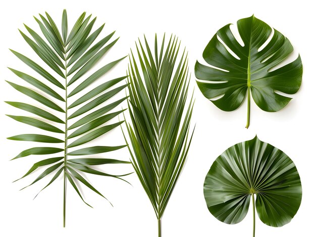 Vier verschillende soorten palmbladeren op een witte achtergrond in een illustratie