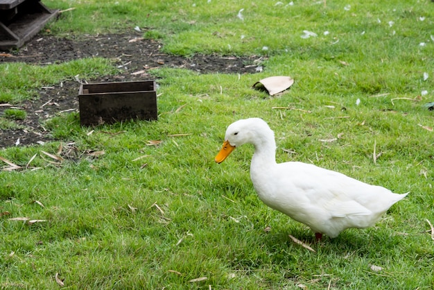 vier witte eend in boerderij