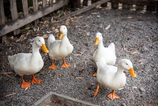 Vier witte eend in boerderij