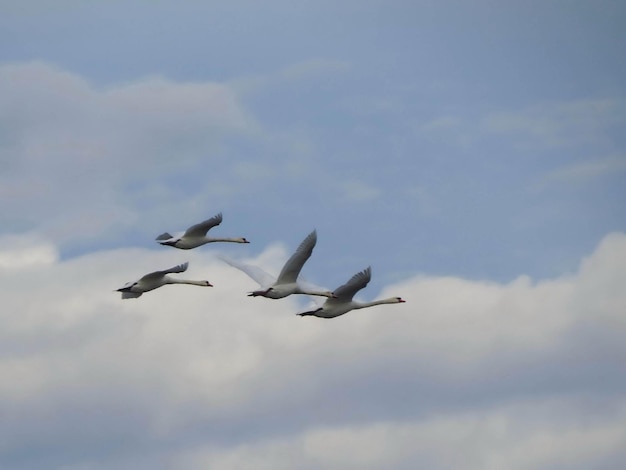 Vier zwanen die over de riviertrekvogels vliegen