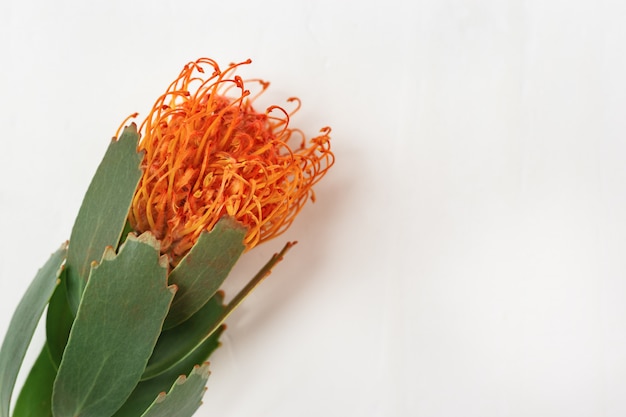 Viering met mooie bloem leucospermum, exotische groenblijvende plant met kopie ruimte voor uw tekst. Wenskaart voor wensen. Bovenaanzicht.