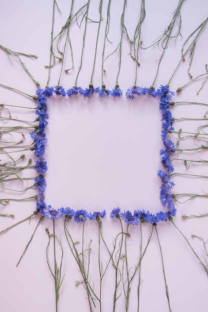 Vierkant frame gemaakt van blauwe korenbloemen op pastelroze achtergrond Kopieer ruimte mockup sjabloon Plat lag bovenaanzicht