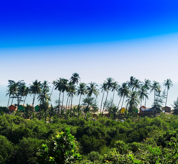 Vierkante levendige palm jungle strand landschap achtergrond achtergrond