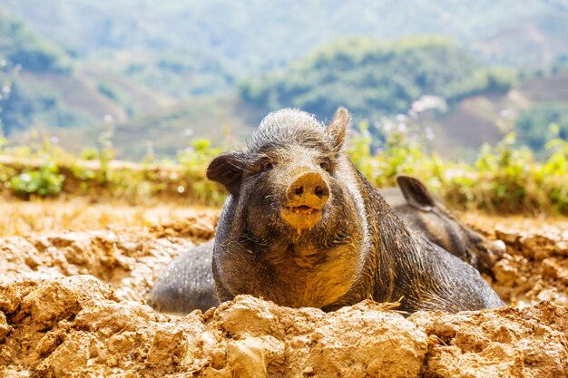 Vietnam pigs in the green field