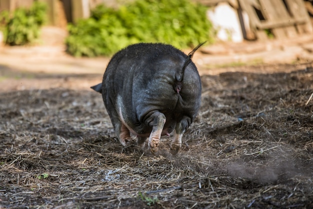 Vietnamees hangbuikzwijn graast op het erf. Terug