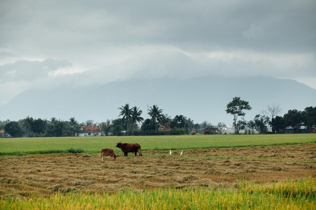 Vietnamees traditioneel dorp. Rijstveld met koeien