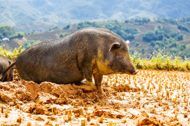 Vietnamees varken in de modder