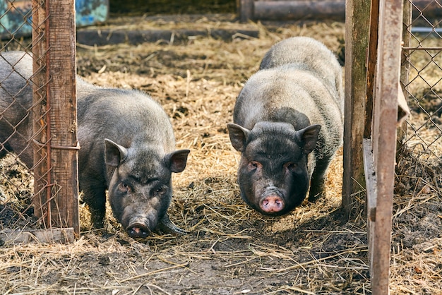 Photo vietnamese black bast-bellied pig. herbivore pigs. livestock farming