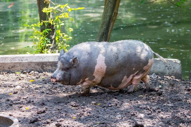 Vietnamese black with pink spots of pig on a farm