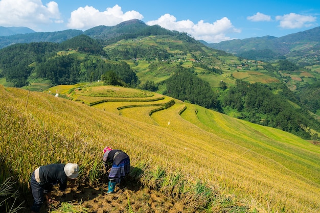 Vietnamese boeren oogsten in Sapa Vietnam.