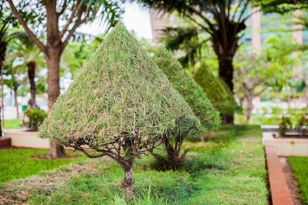 Vietnamese bomen in het park. Vietnam