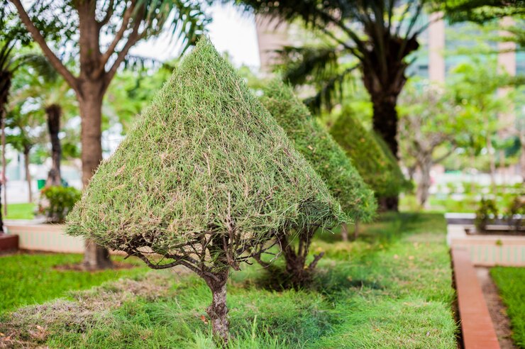 Foto vietnamese bomen in het park. vietnam