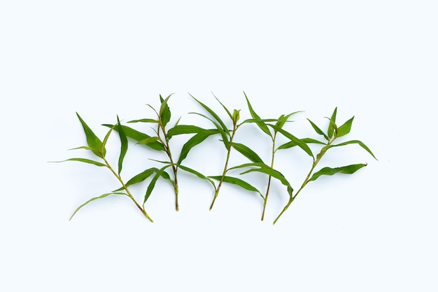 Vietnamese coriander leaves on white surface