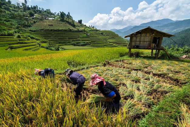 Vietnamese farmers are harvesting in Sapa