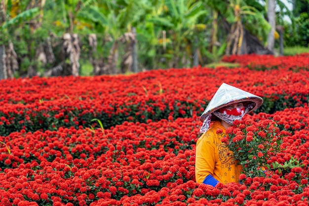 Vietnamese farmers working with red flowers garden in sadec, dong thap province