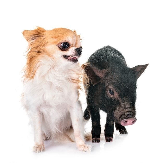 vietnamese pig and chihuahua