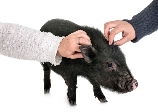 Vietnamese pig, handds petting it