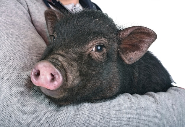 vietnamese pig in studio