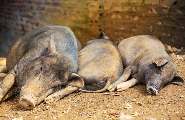 Vietnamese pig