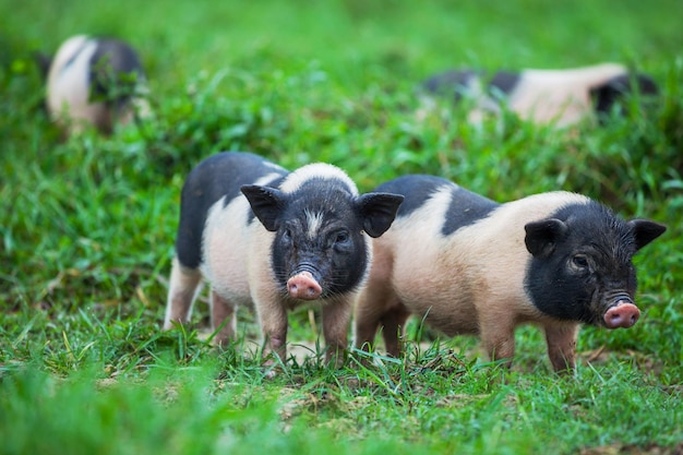 Photo vietnamese pig