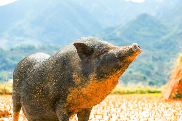 Vietnamese pig