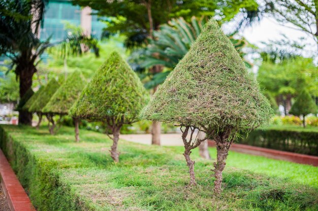 Вьетнамские деревья в парке. Вьетнам