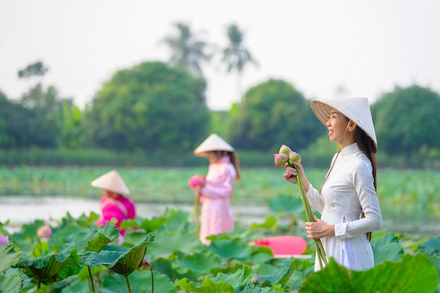 Le donne vietnamite stanno raccogliendo il loto al tramonto.