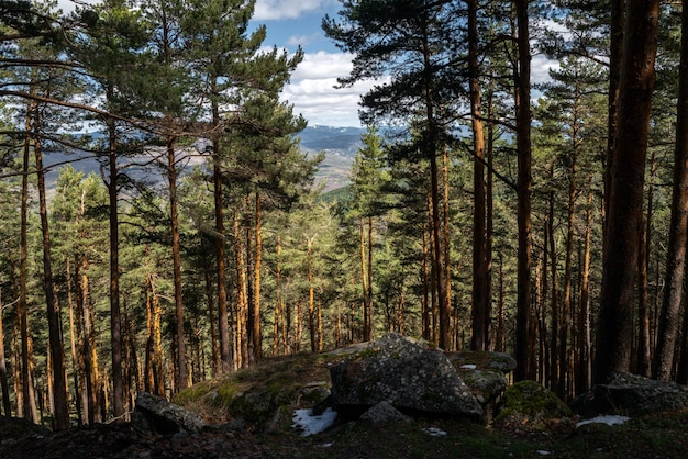 View across valley from pine forest