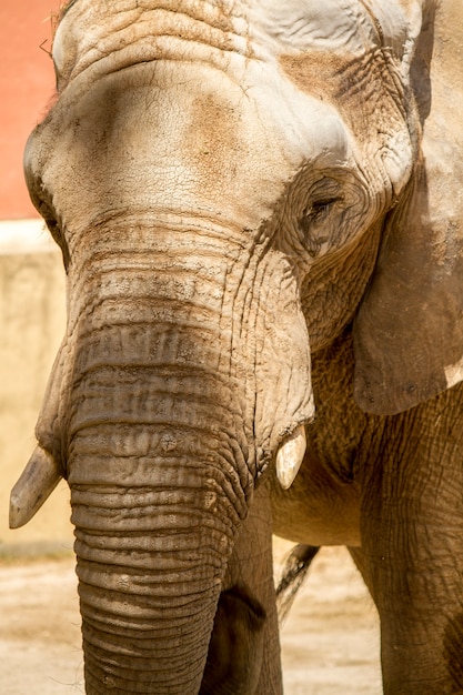 View of an African Elephant on a zoo.