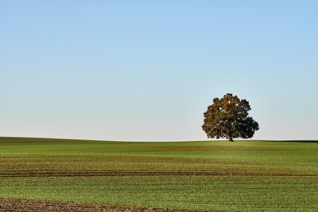 View of agricultural field against clear sky