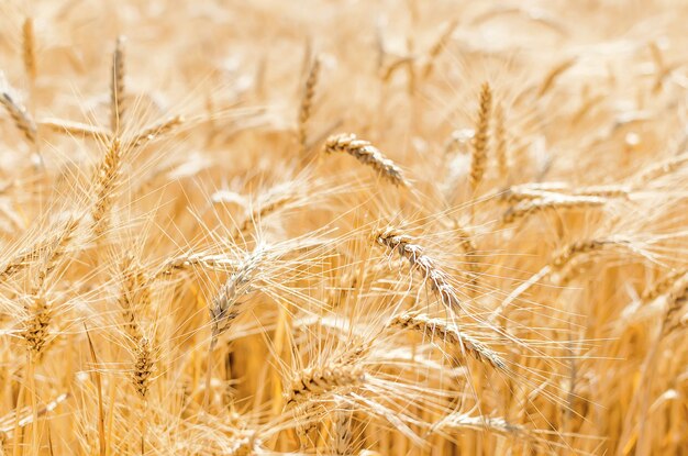 Foto vista di un campo agricolo con il raccolto grano giallo pronto per il raccolto che cresce in un campo agricole