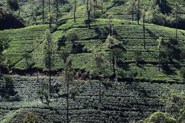 Photo view of agricultural field