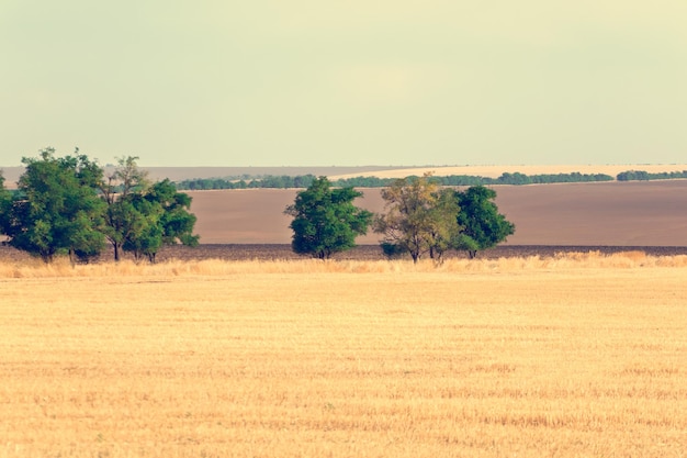 A view of agricultural fields and trees in the distance Toned