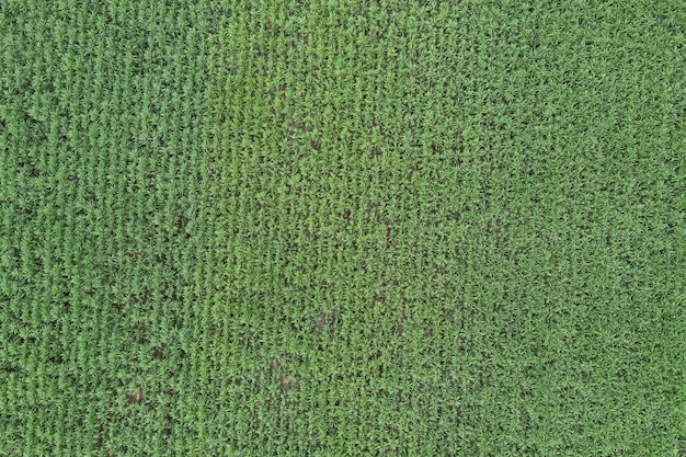 Above view Agriculture planting rows sugarcane plantation in southeast asian