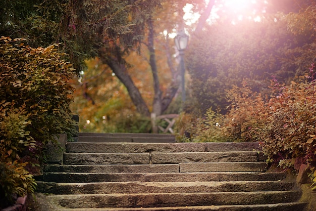 a view of an alley in the park in summer