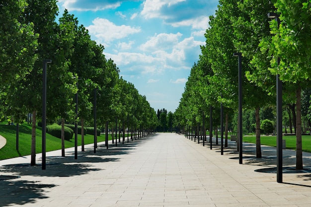 Photo view of the alley of trees