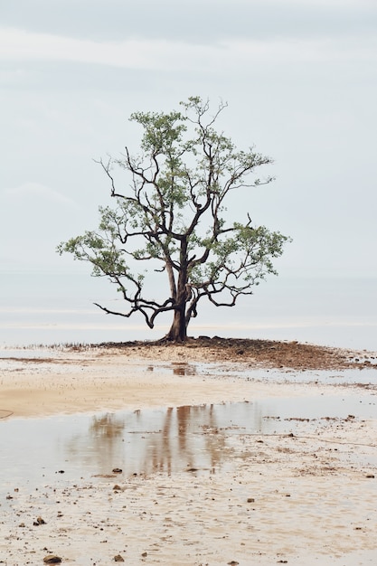 Вид одного дерева на озере