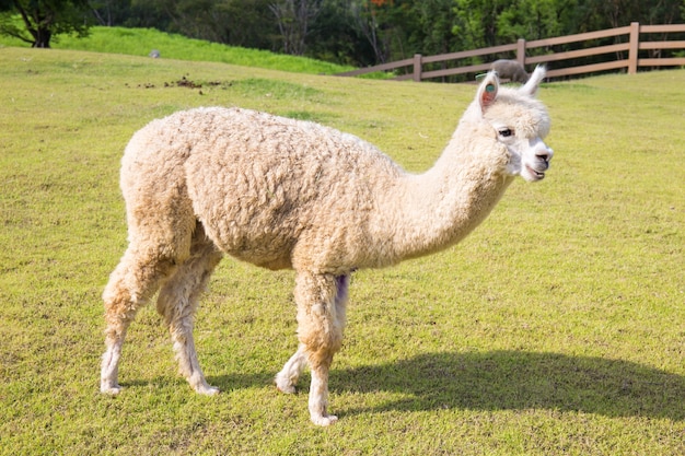 A view of an alpaca on a green field in a sunny day.