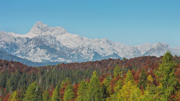 View of alpine autumn forest and mountain rocks range. 4K Footag